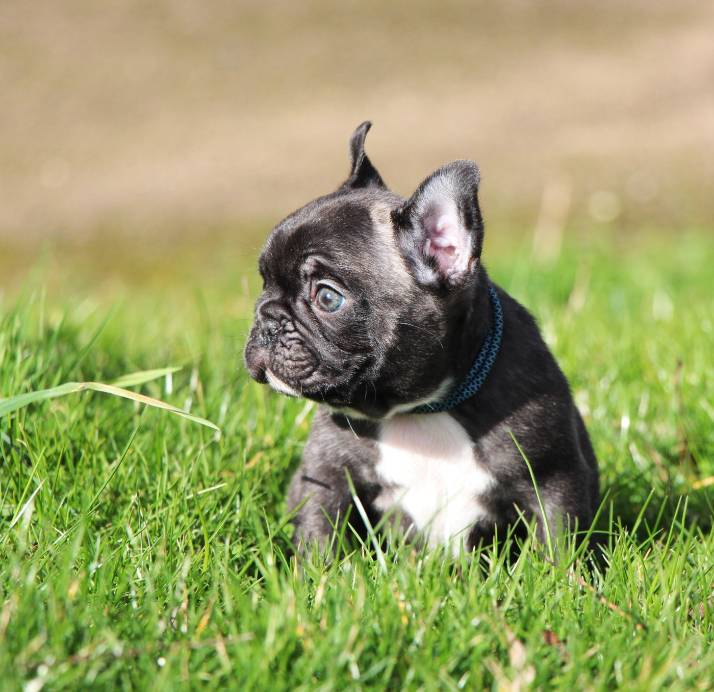 De La Notte Di Cane - Chiots disponibles - Bouledogue français