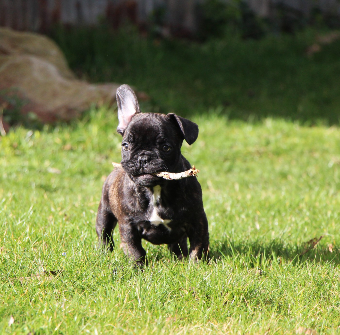 De La Notte Di Cane - Chiots disponibles - Bouledogue français
