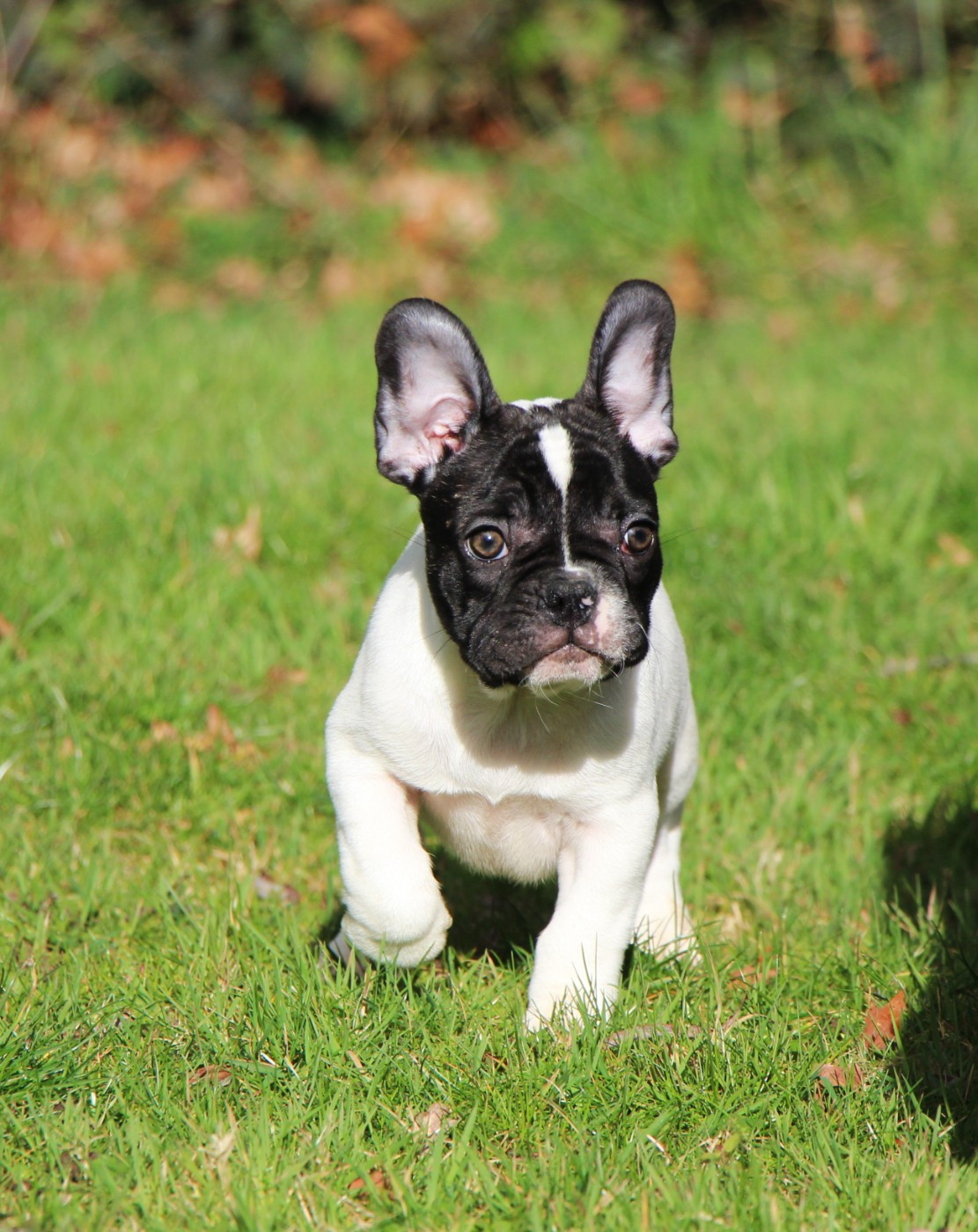 De La Notte Di Cane - Chiots disponibles - Bouledogue français