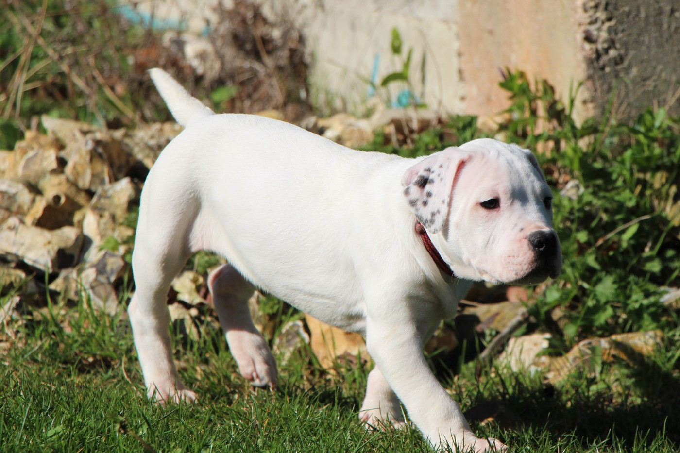 De La Notte Di Cane - Chiots disponibles - Dogo Argentino