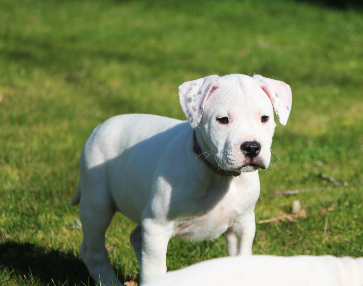 De La Notte Di Cane - Chiots disponibles - Dogo Argentino