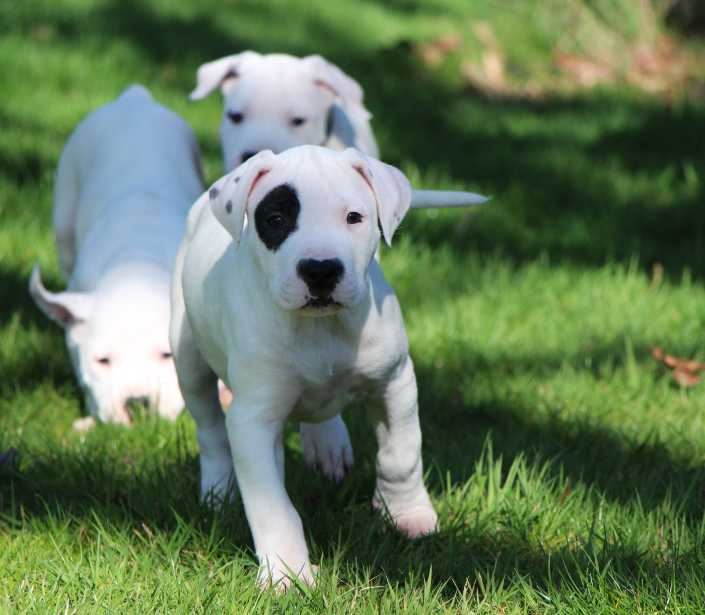 De La Notte Di Cane - Chiots disponibles - Dogo Argentino