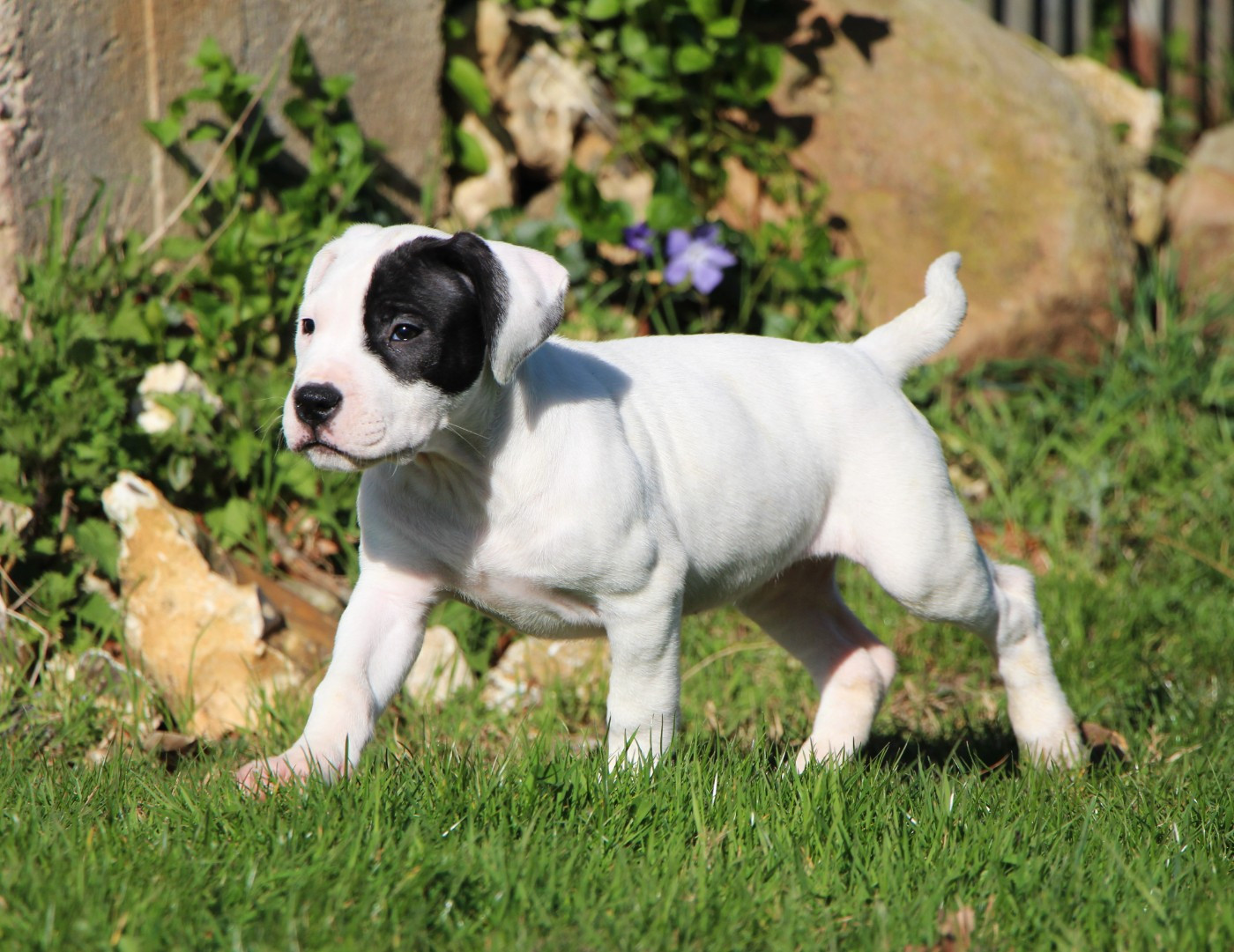 De La Notte Di Cane - Chiots disponibles - Dogo Argentino