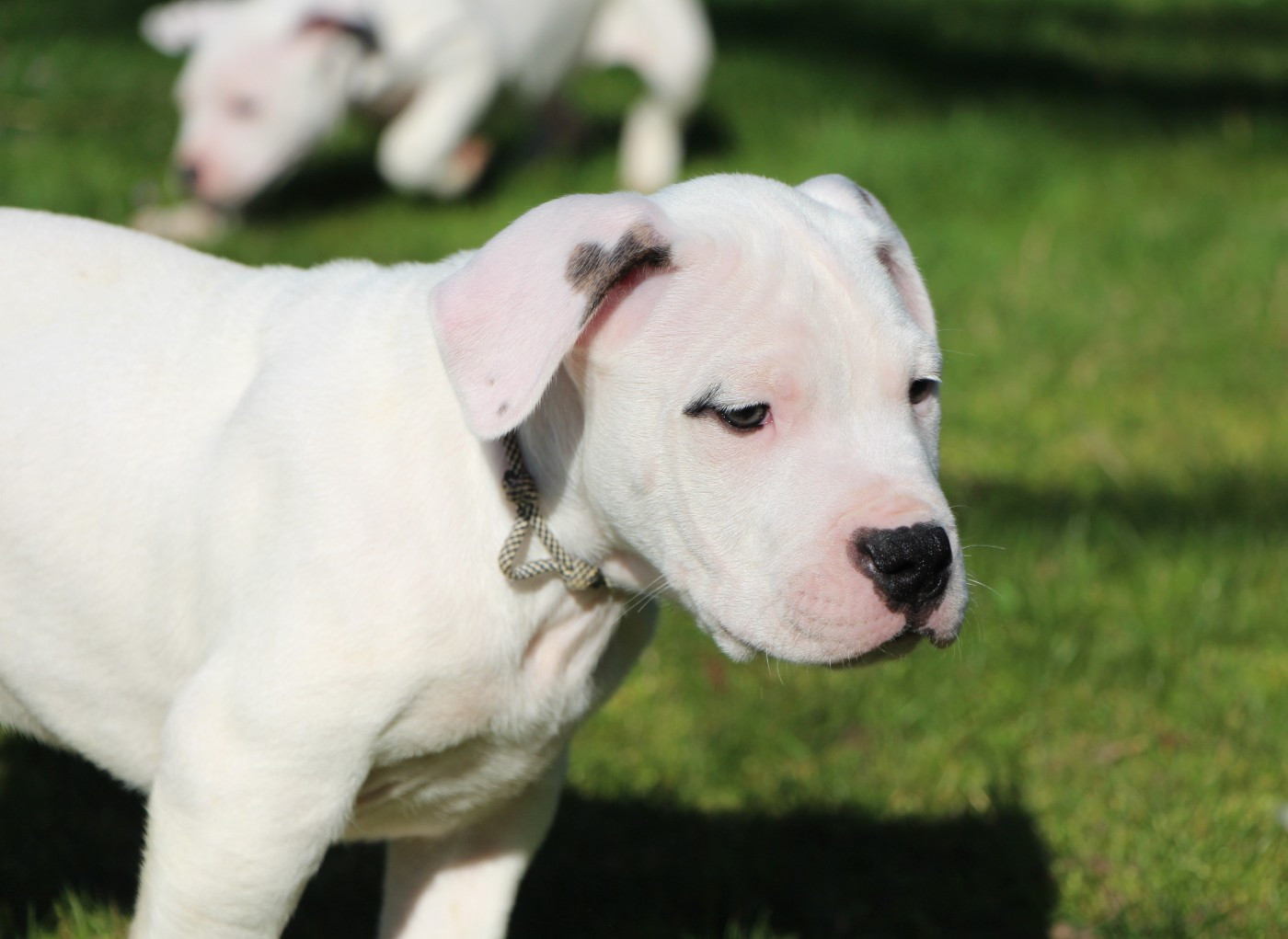 De La Notte Di Cane - Chiots disponibles - Dogo Argentino