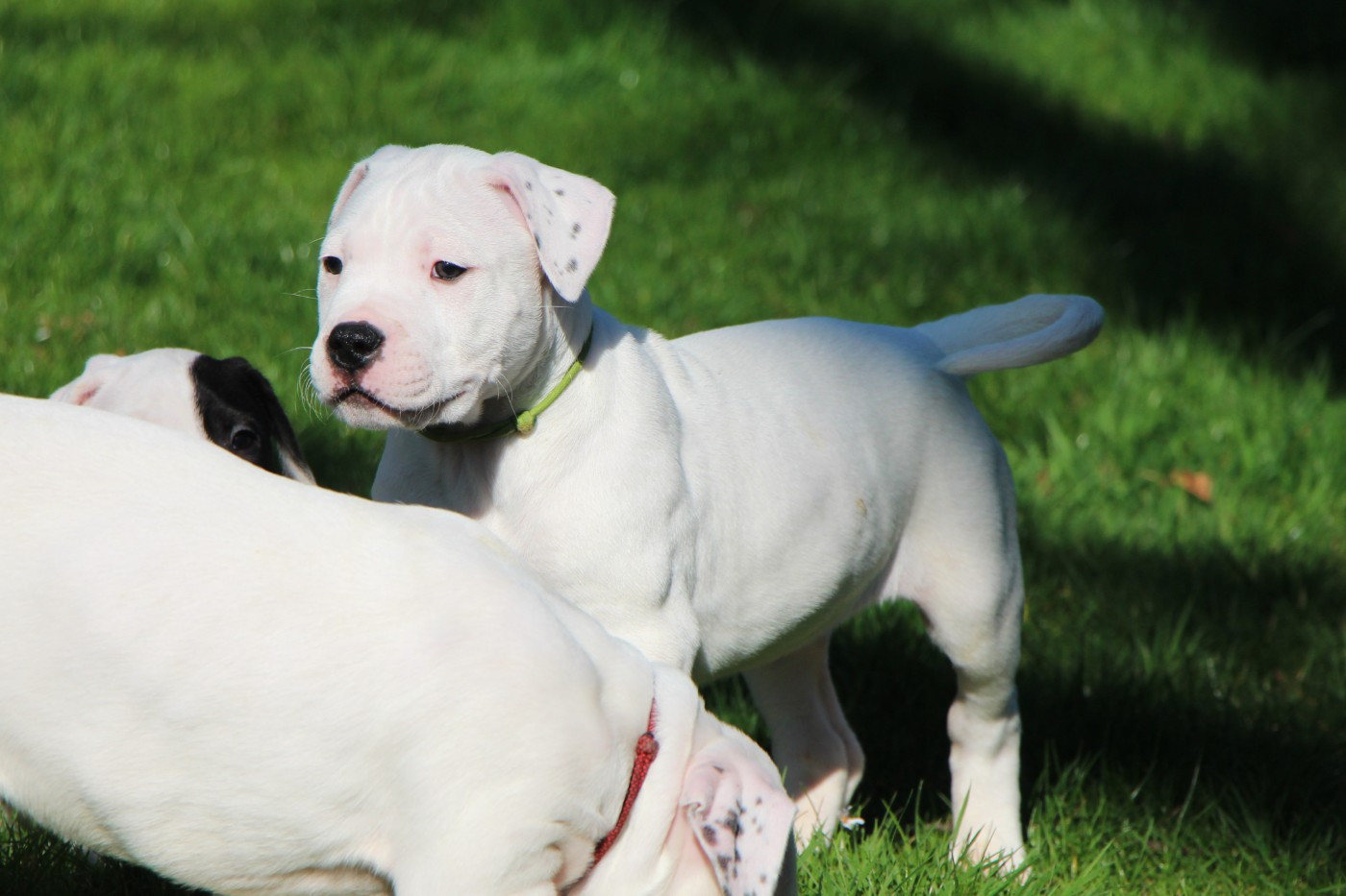 De La Notte Di Cane - Chiots disponibles - Dogo Argentino