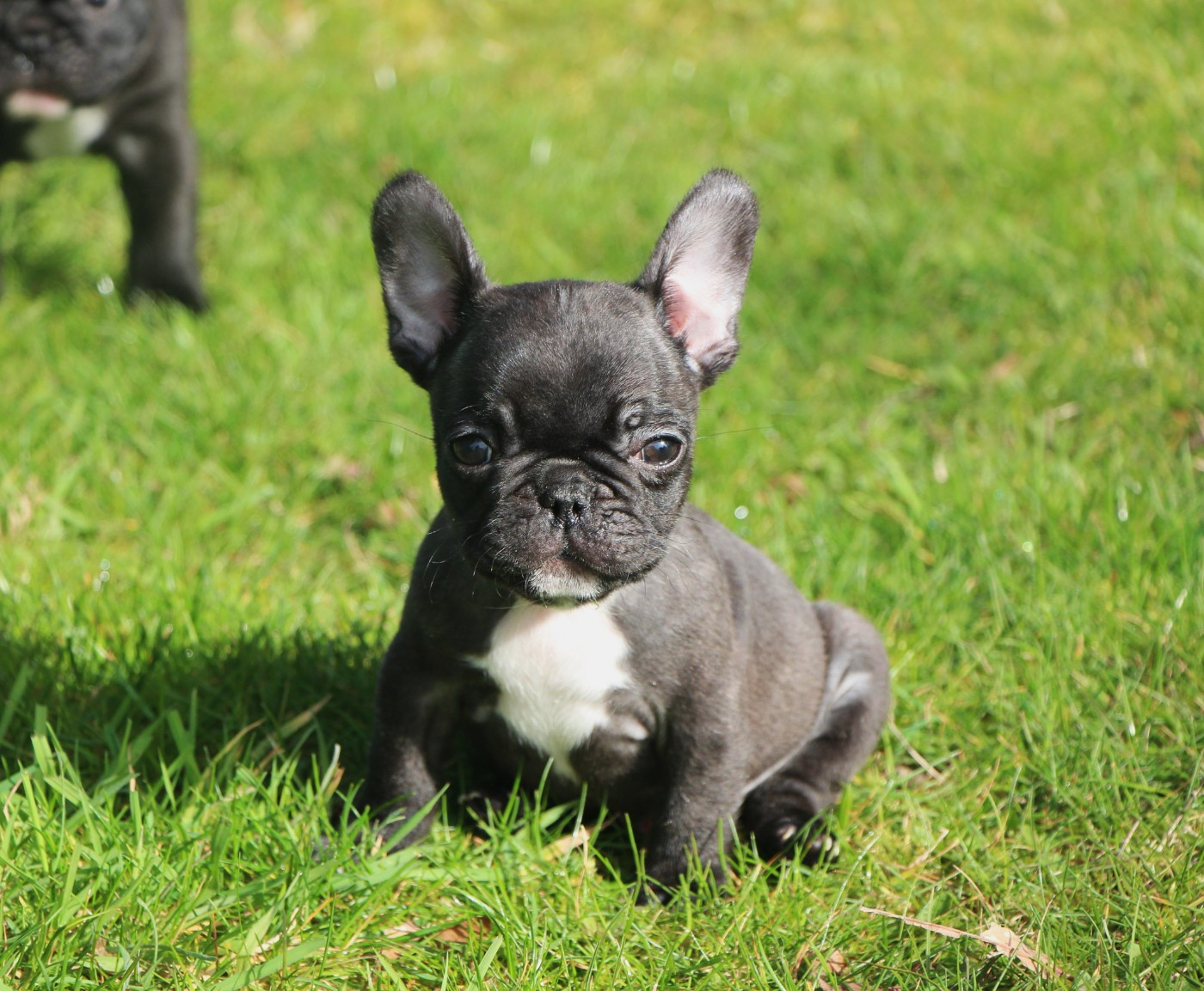 De La Notte Di Cane - Chiots disponibles - Bouledogue français