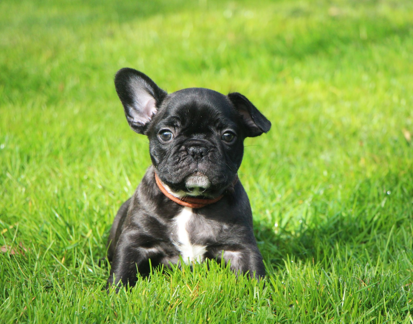 De La Notte Di Cane - Chiots disponibles - Bouledogue français