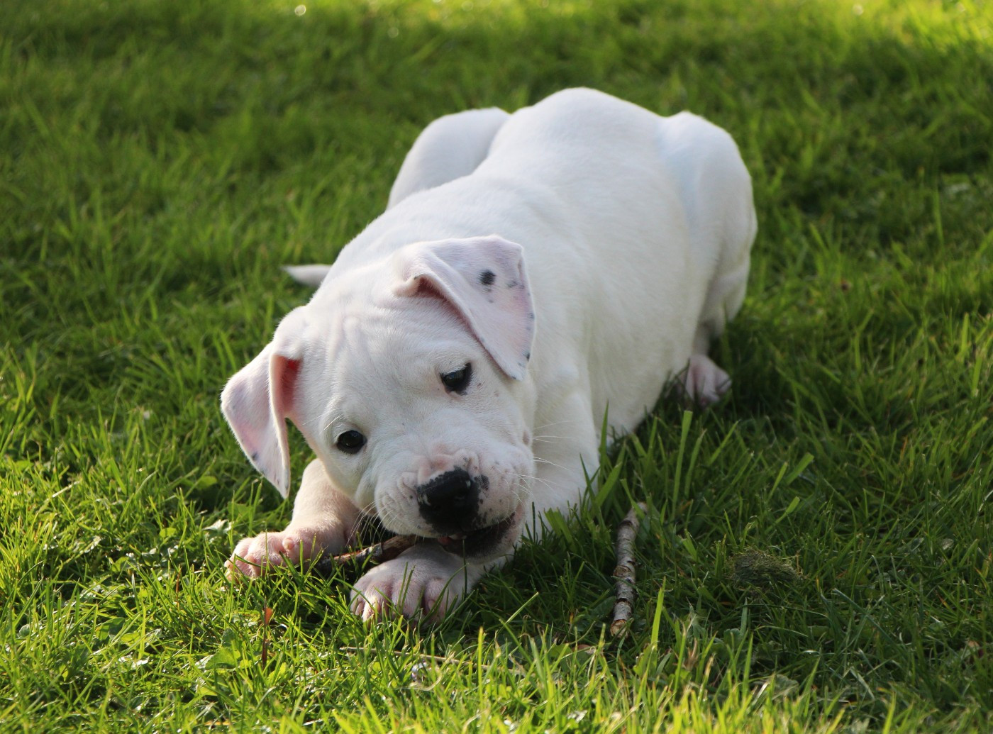 De La Notte Di Cane - Chiots disponibles - Dogo Argentino