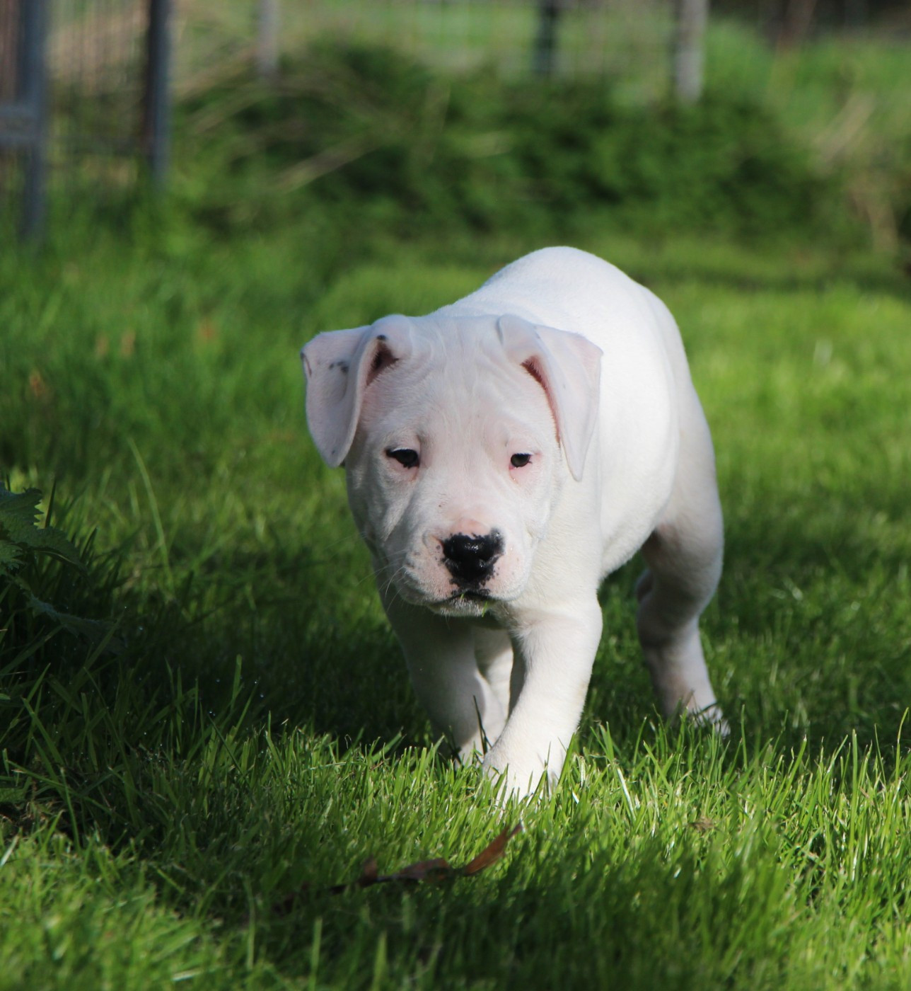 De La Notte Di Cane - Chiots disponibles - Dogo Argentino