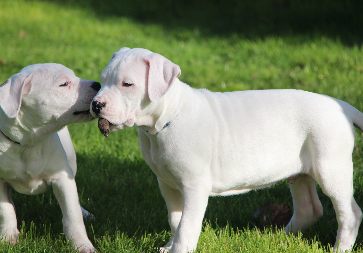 De La Notte Di Cane - Chiots disponibles - Dogo Argentino