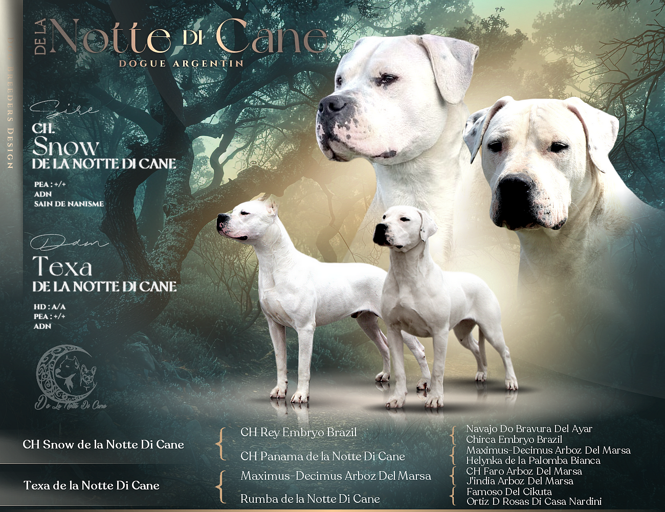 Chiot Dogo Argentino De La Notte Di Cane