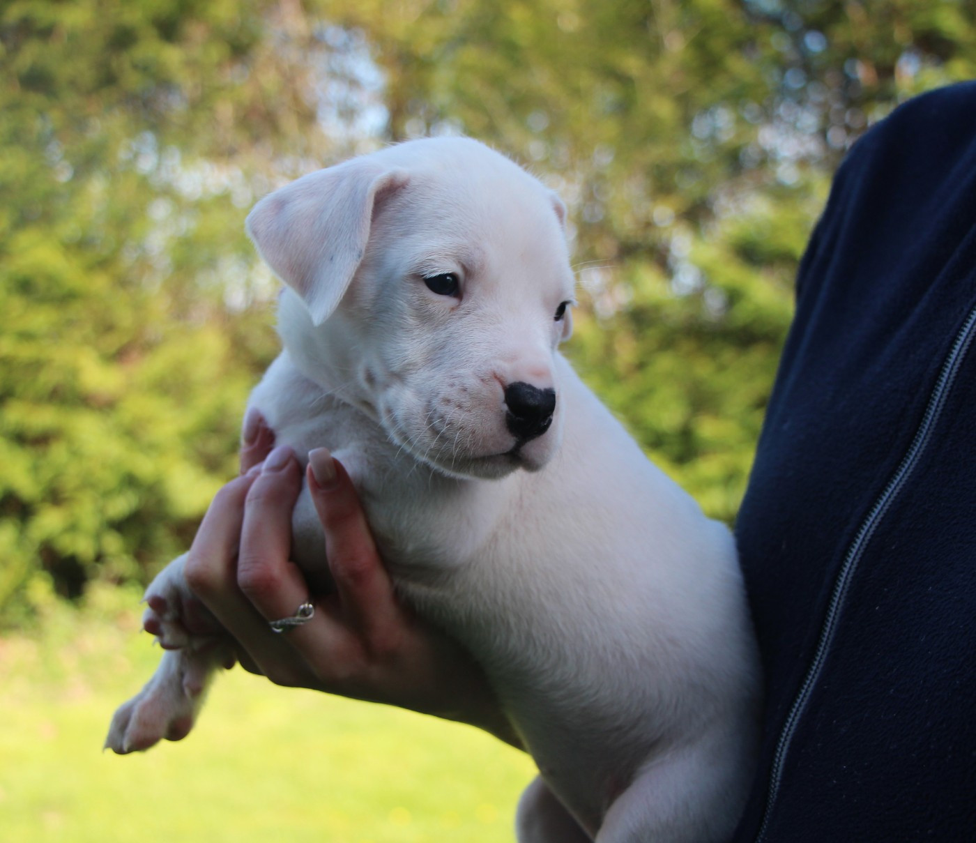 De La Notte Di Cane - Chiots disponibles - Dogo Argentino