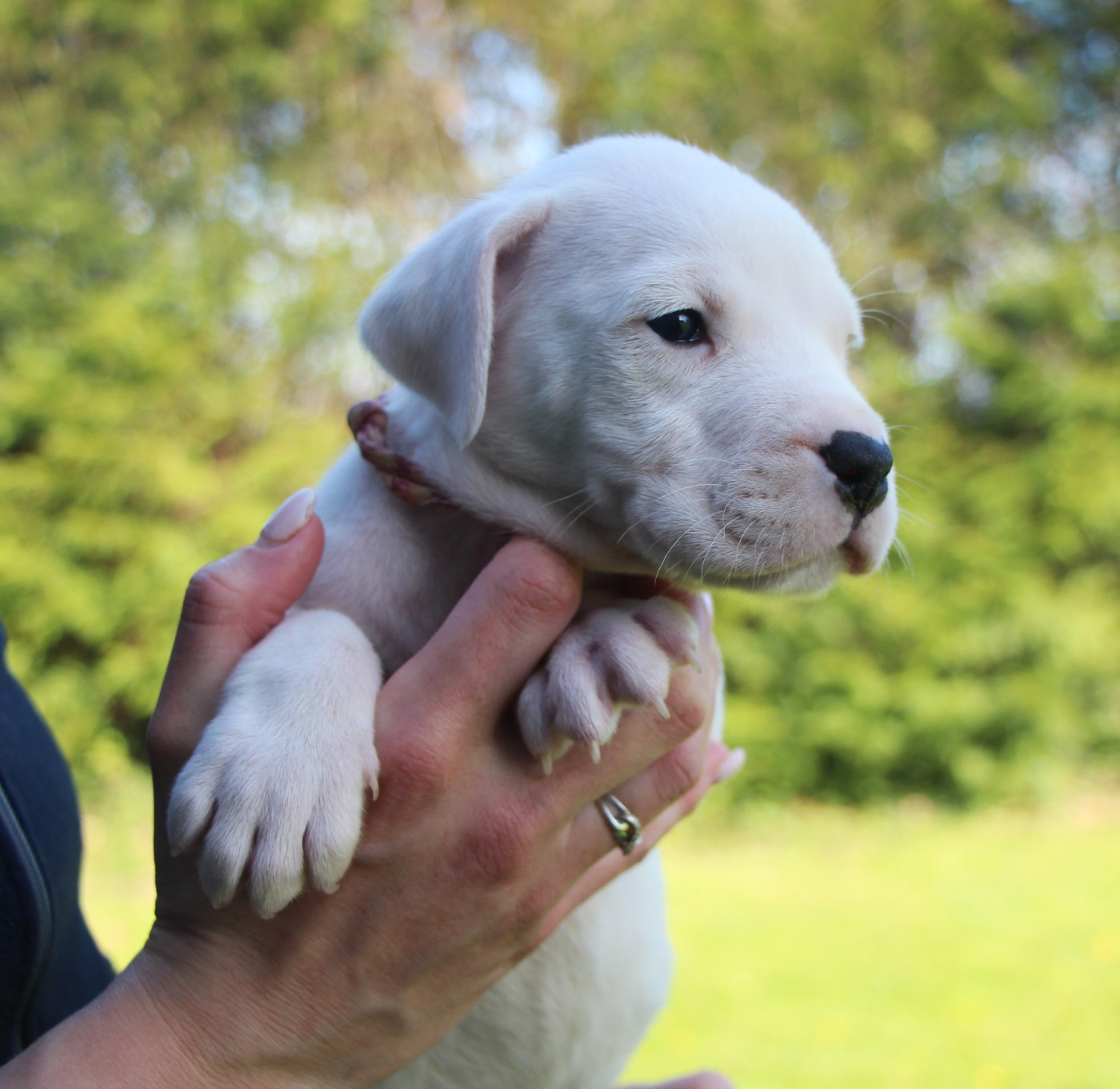 De La Notte Di Cane - Chiots disponibles - Dogo Argentino