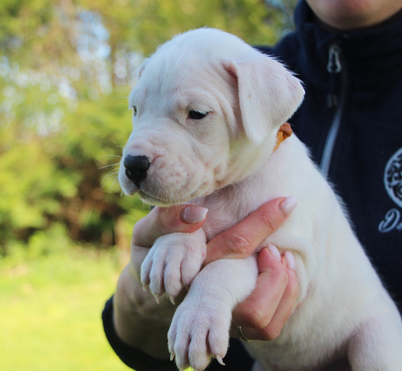 De La Notte Di Cane - Chiots disponibles - Dogo Argentino