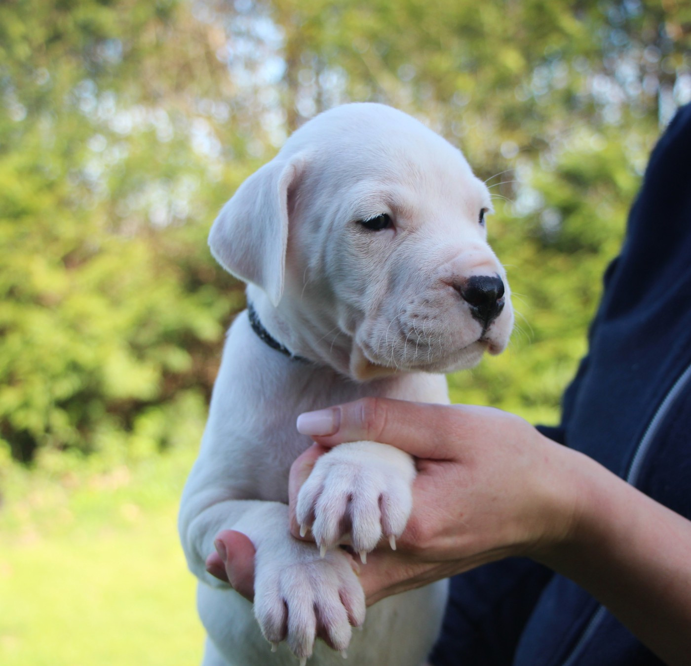 De La Notte Di Cane - Chiots disponibles - Dogo Argentino