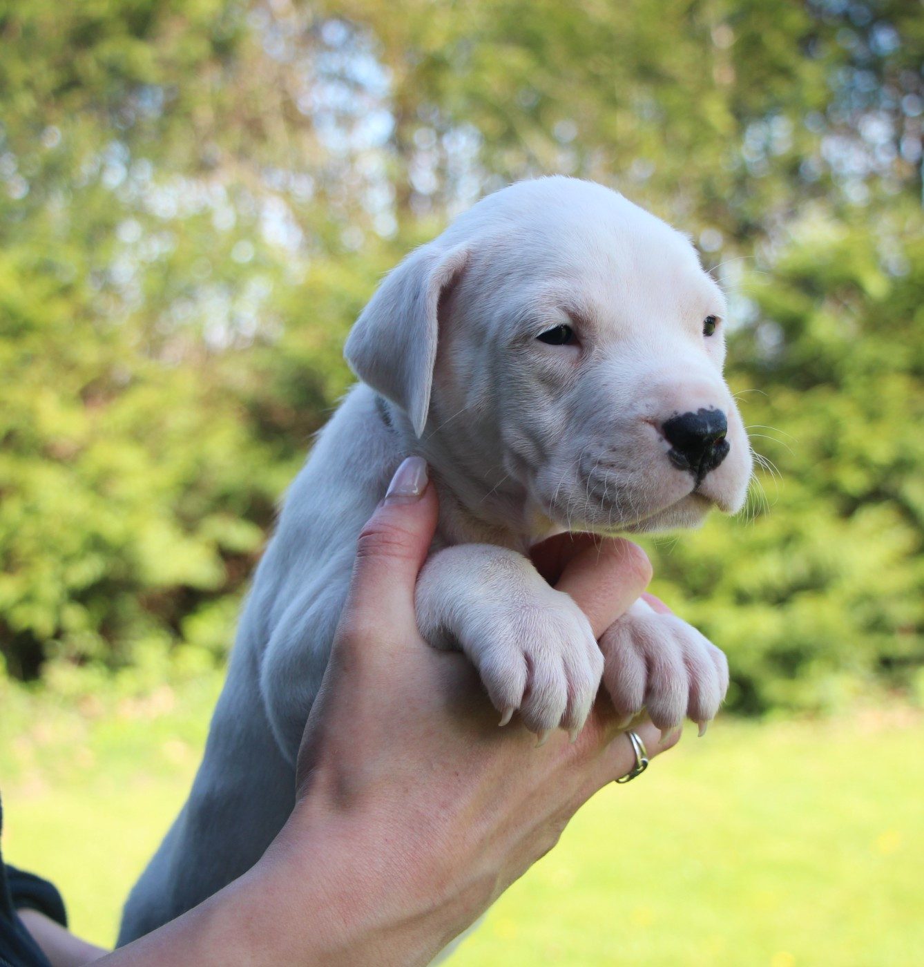 De La Notte Di Cane - Chiots disponibles - Dogo Argentino