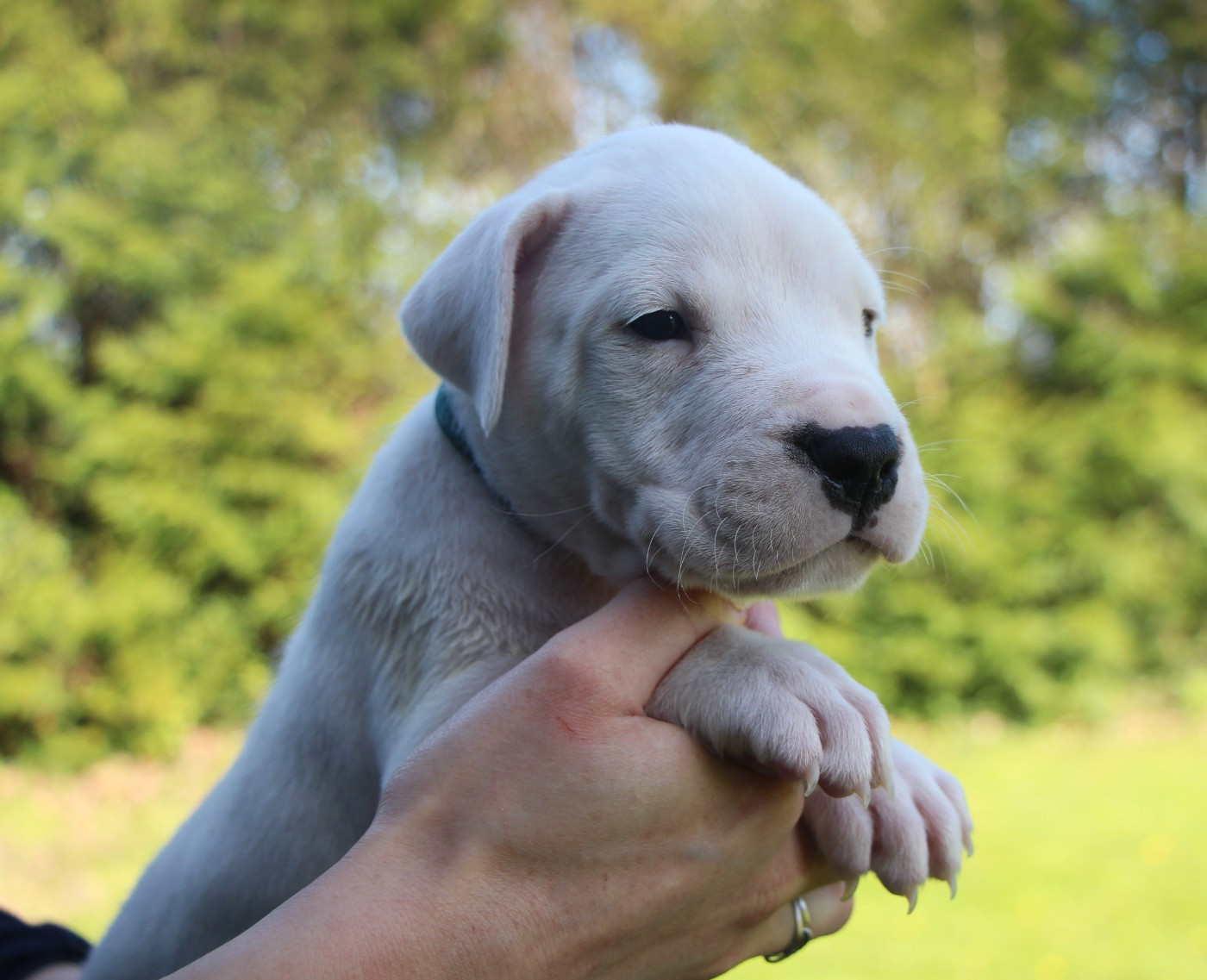 De La Notte Di Cane - Chiots disponibles - Dogo Argentino