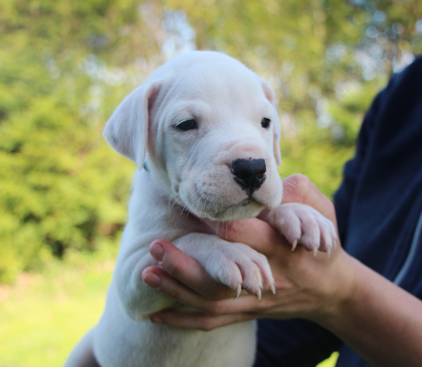 De La Notte Di Cane - Chiots disponibles - Dogo Argentino