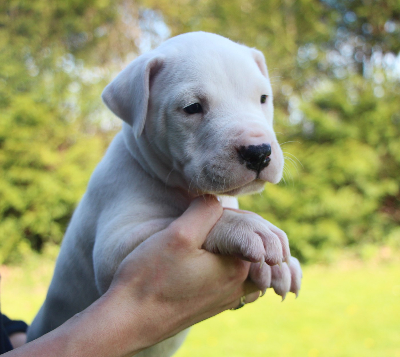 De La Notte Di Cane - Chiots disponibles - Dogo Argentino
