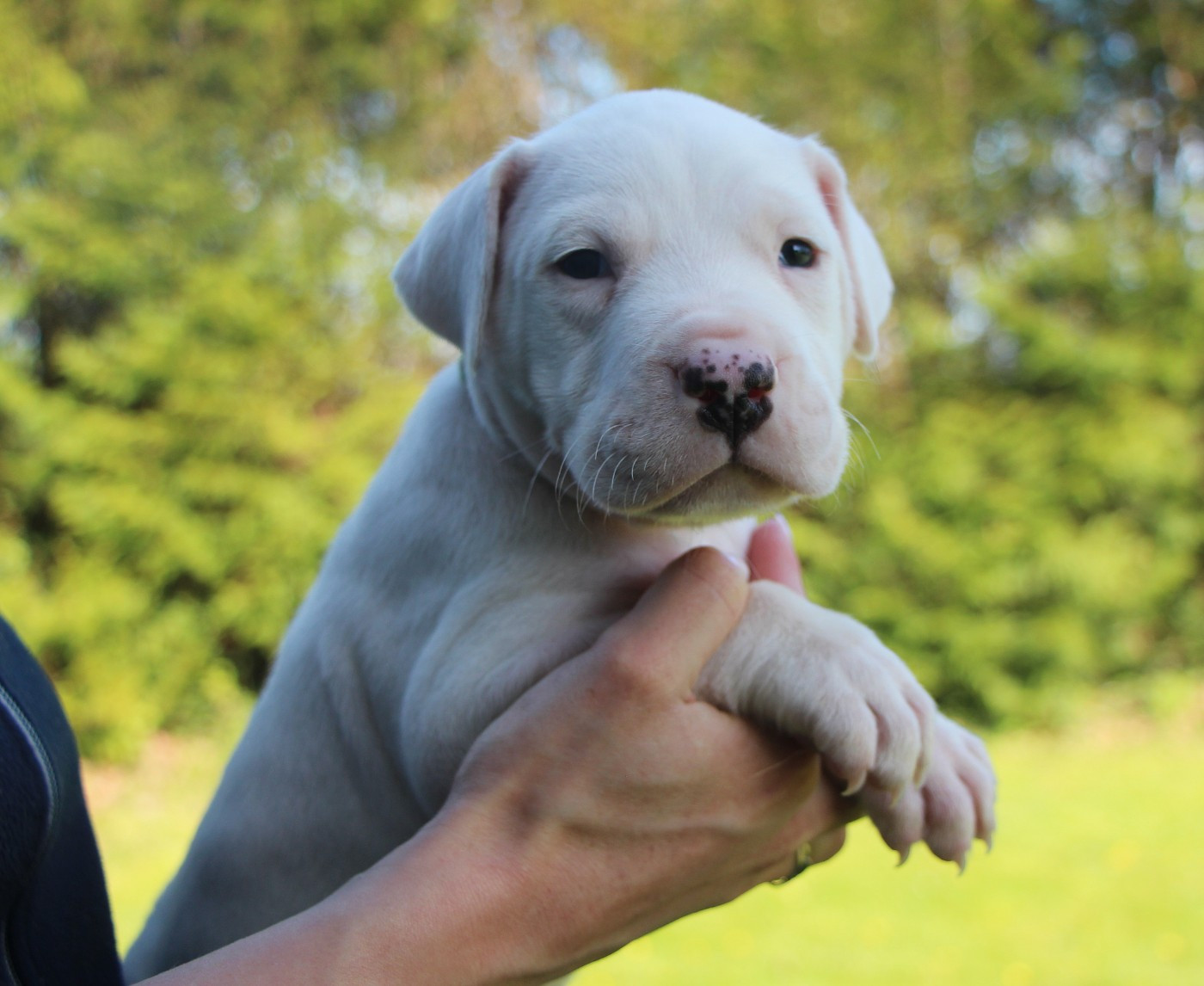 De La Notte Di Cane - Chiots disponibles - Dogo Argentino