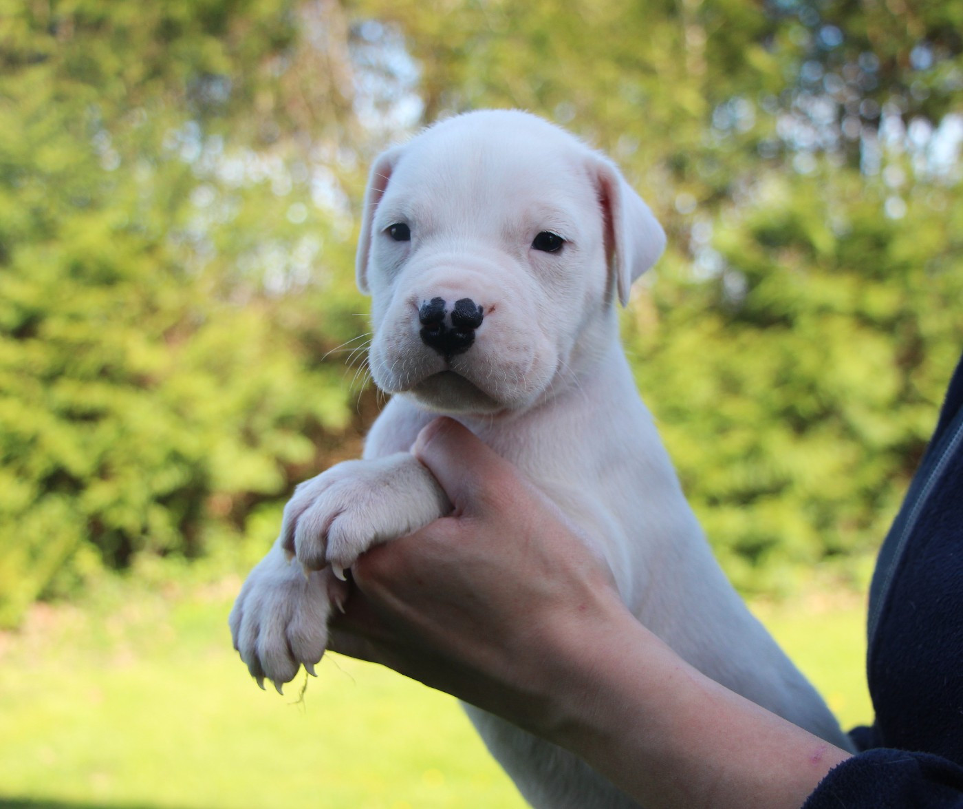 De La Notte Di Cane - Chiots disponibles - Dogo Argentino