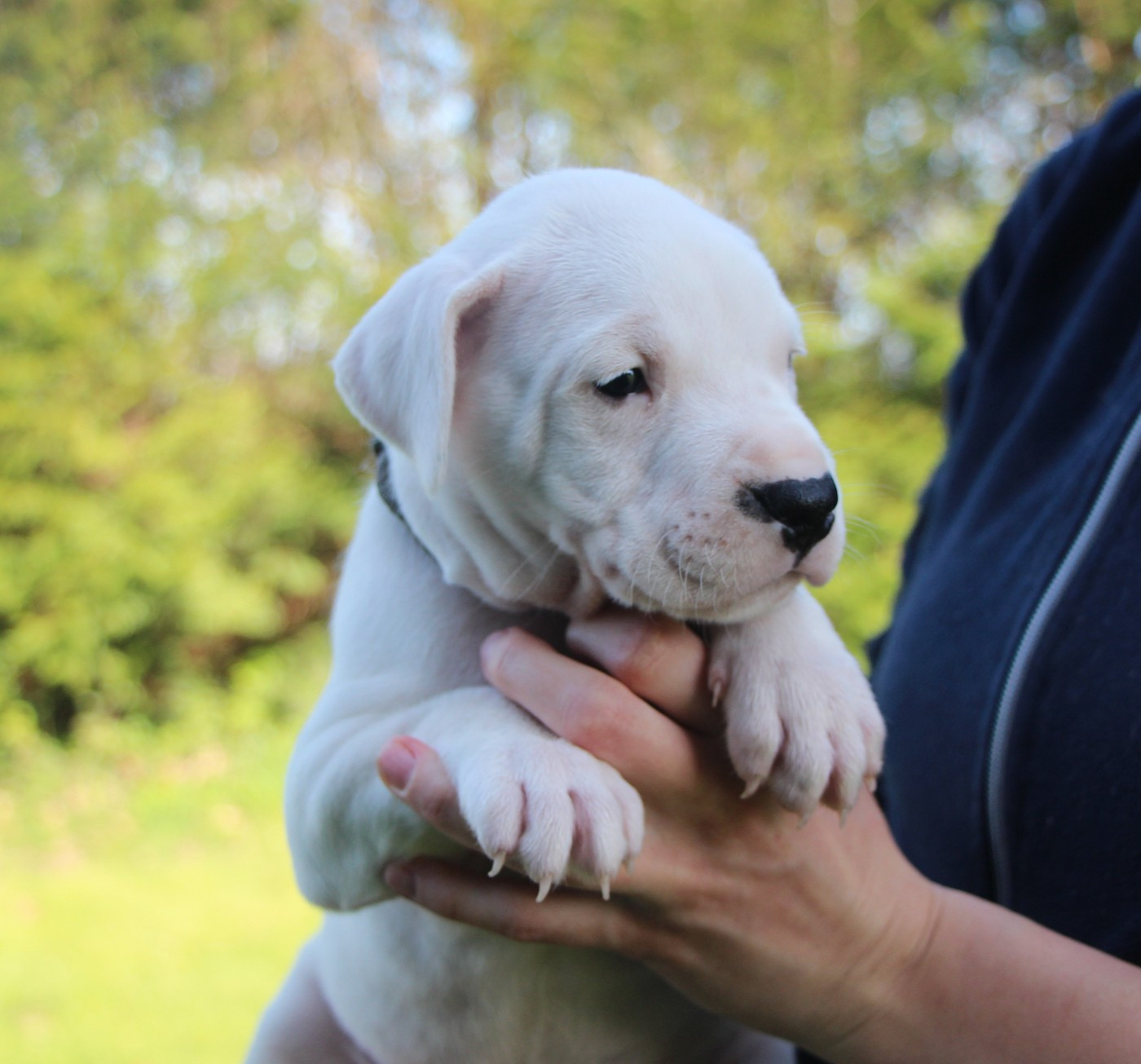 De La Notte Di Cane - Chiots disponibles - Dogo Argentino