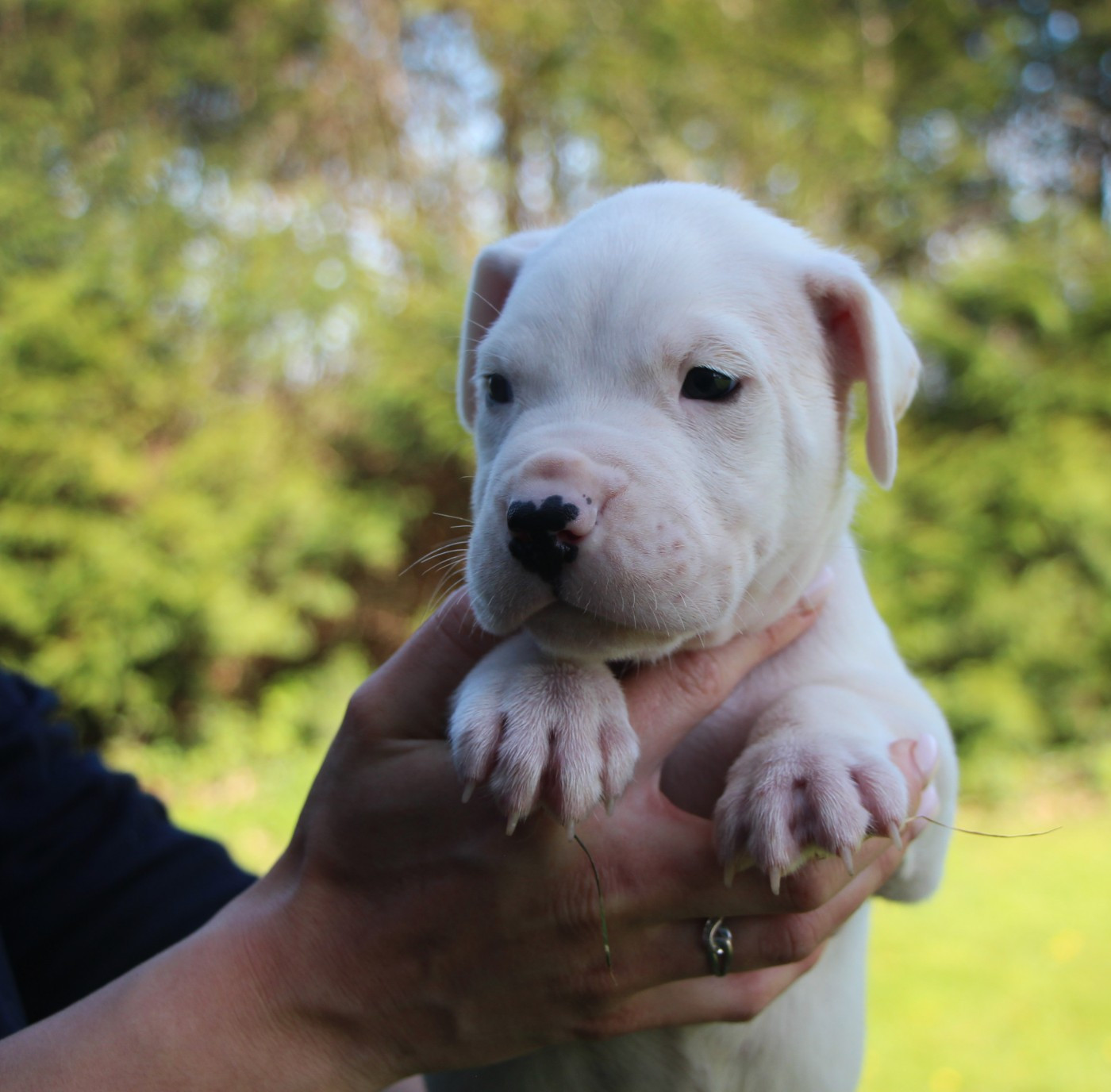 De La Notte Di Cane - Chiots disponibles - Dogo Argentino
