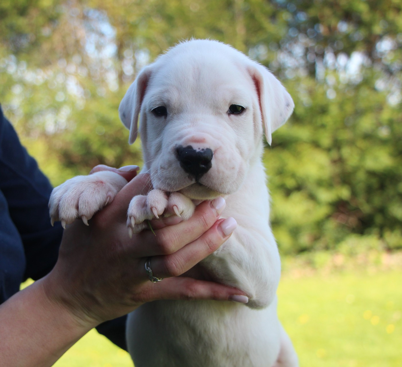 De La Notte Di Cane - Chiots disponibles - Dogo Argentino
