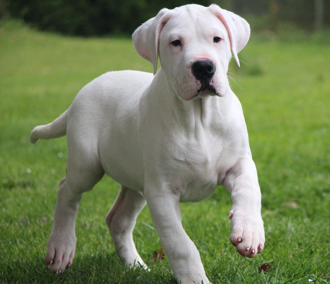 De La Notte Di Cane - Chiots disponibles - Dogo Argentino