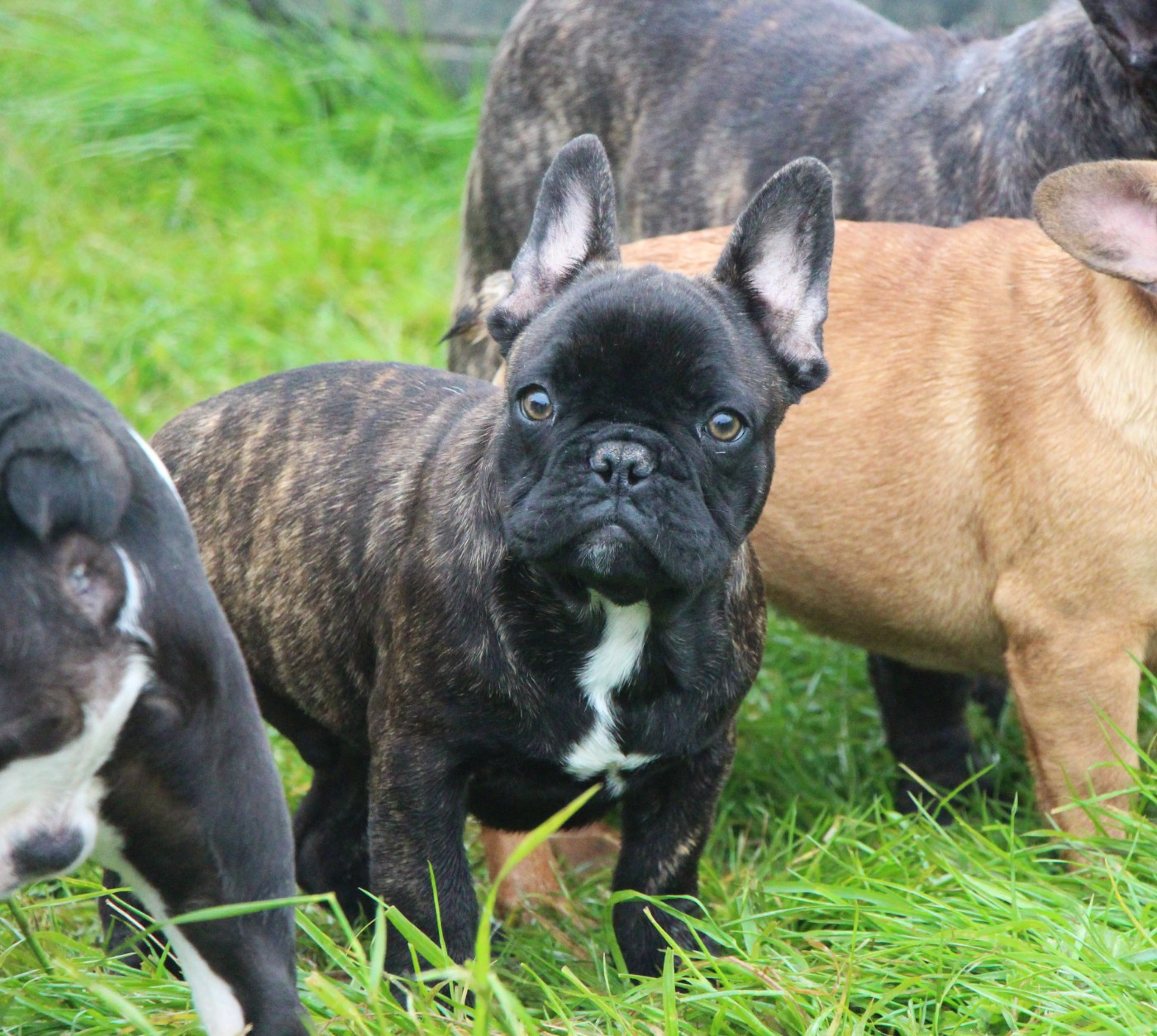 De La Notte Di Cane - Chiots disponibles - Bouledogue français