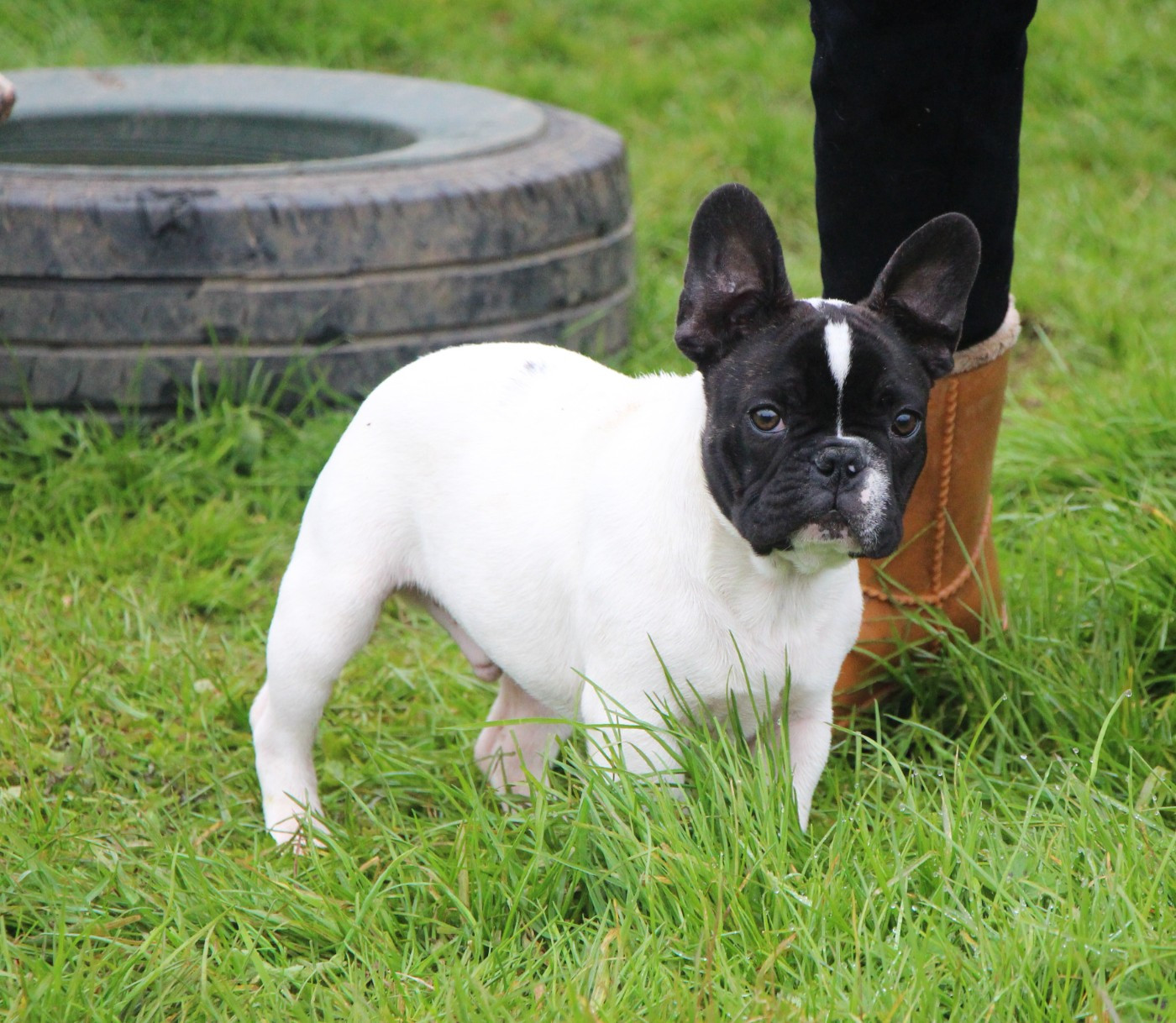 De La Notte Di Cane - Chiots disponibles - Bouledogue français