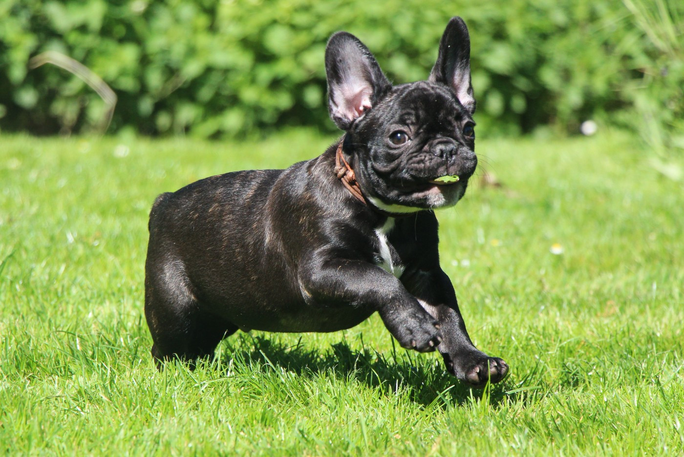 De La Notte Di Cane - Chiots disponibles - Bouledogue français