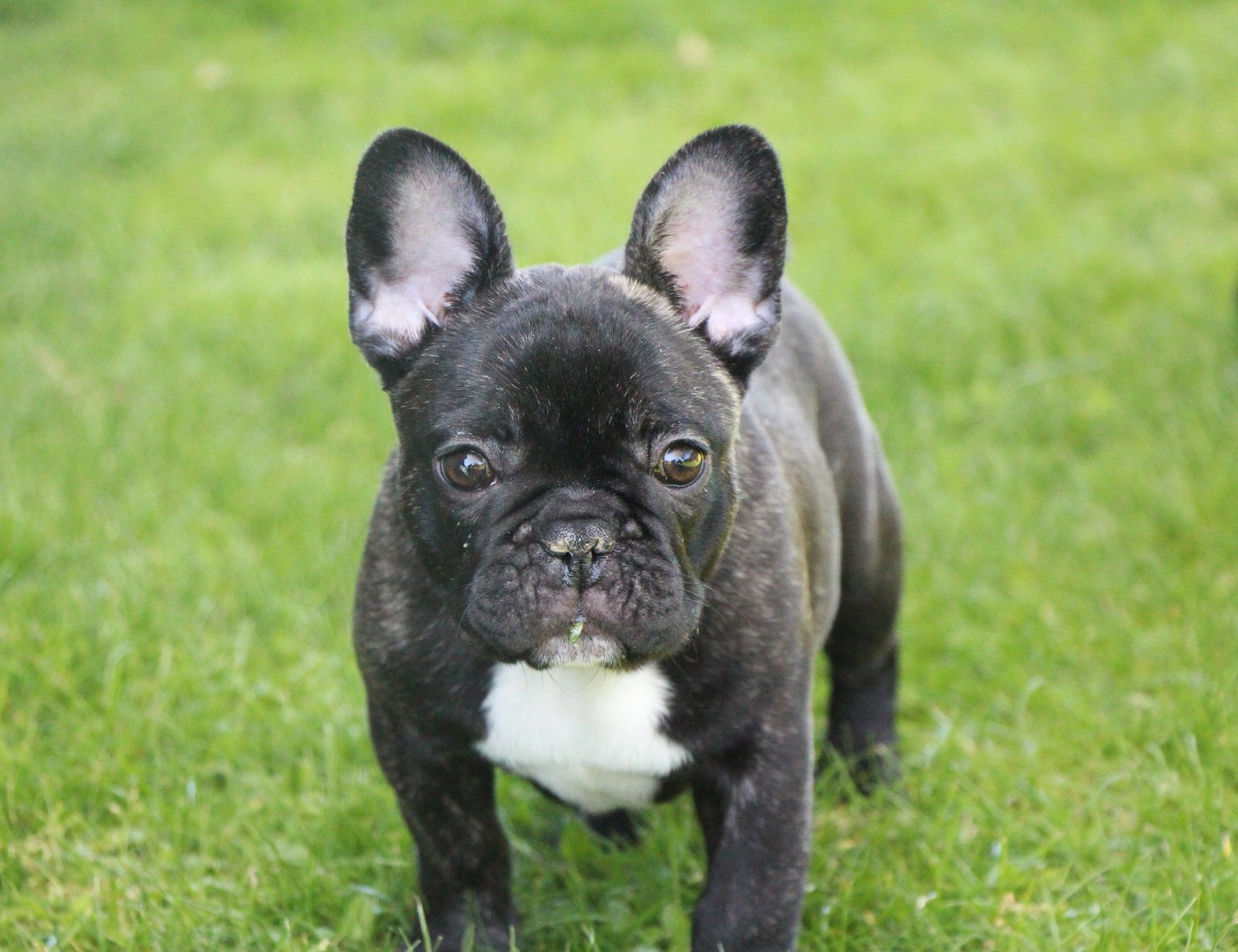De La Notte Di Cane - Chiots disponibles - Bouledogue français