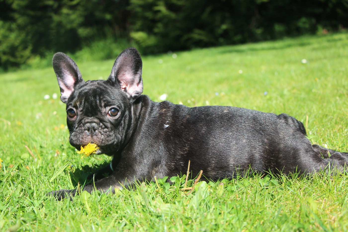 De La Notte Di Cane - Chiots disponibles - Bouledogue français