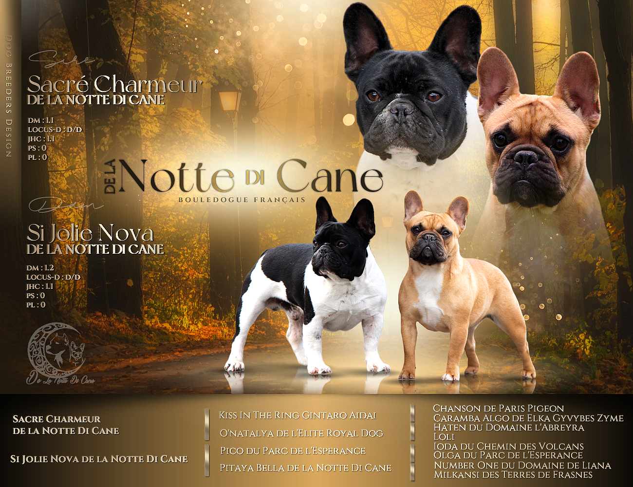Chiot Bouledogue français De La Notte Di Cane
