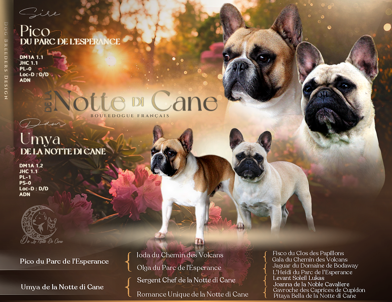 Chiot Bouledogue français De La Notte Di Cane