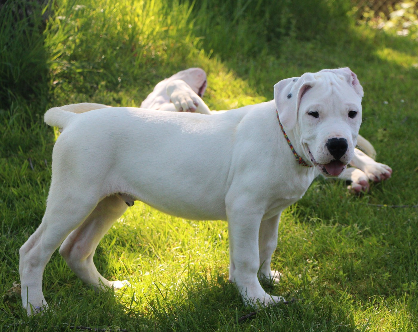 De La Notte Di Cane - Chiots disponibles - Dogo Argentino