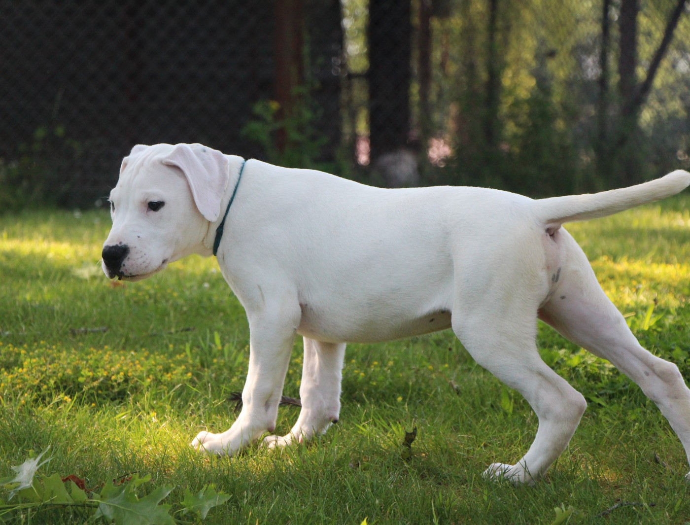 De La Notte Di Cane - Chiots disponibles - Dogo Argentino