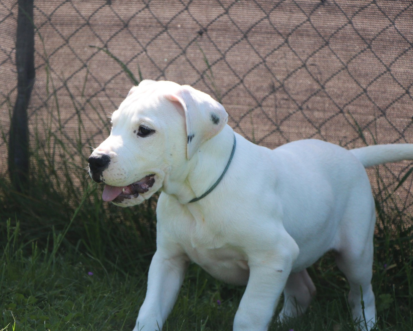 De La Notte Di Cane - Chiots disponibles - Dogo Argentino