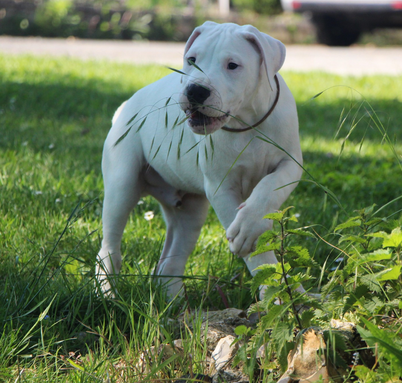 De La Notte Di Cane - Chiots disponibles - Dogo Argentino