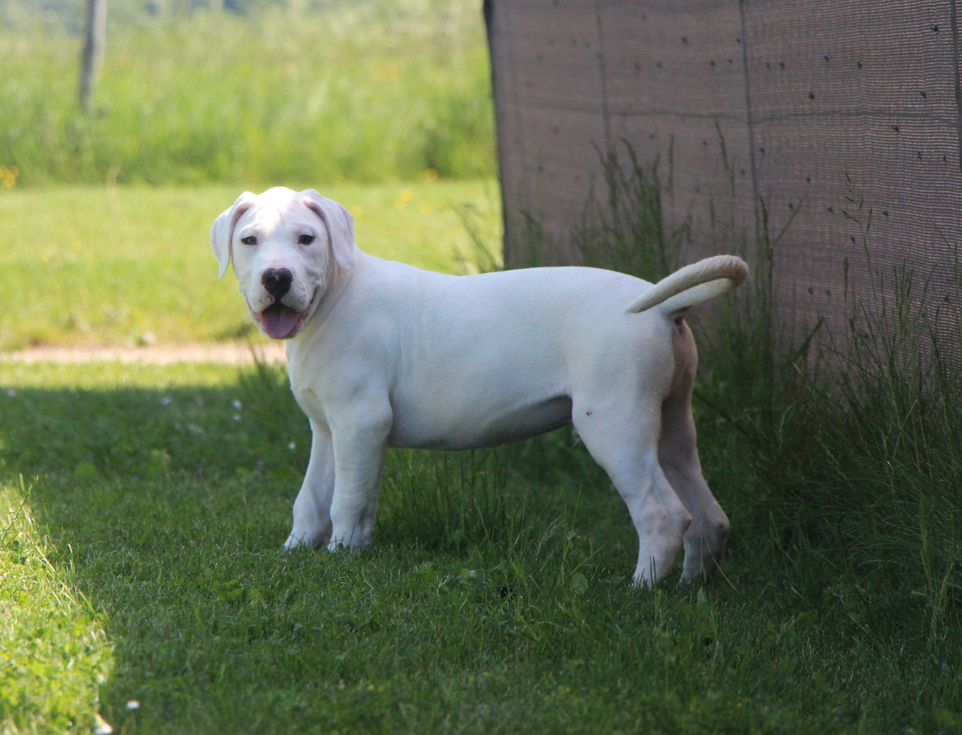 De La Notte Di Cane - Chiots disponibles - Dogo Argentino