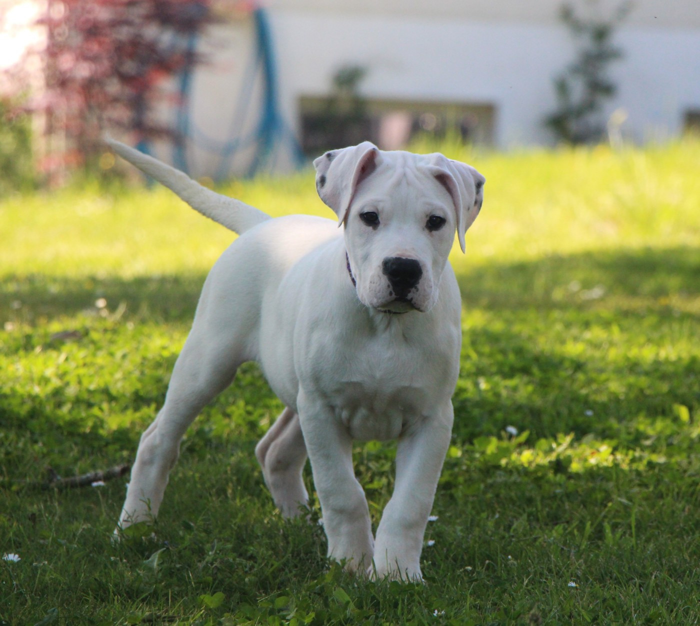 De La Notte Di Cane - Chiots disponibles - Dogo Argentino