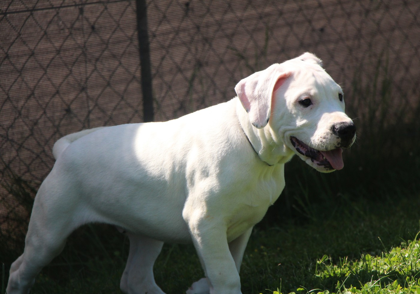 De La Notte Di Cane - Chiots disponibles - Dogo Argentino