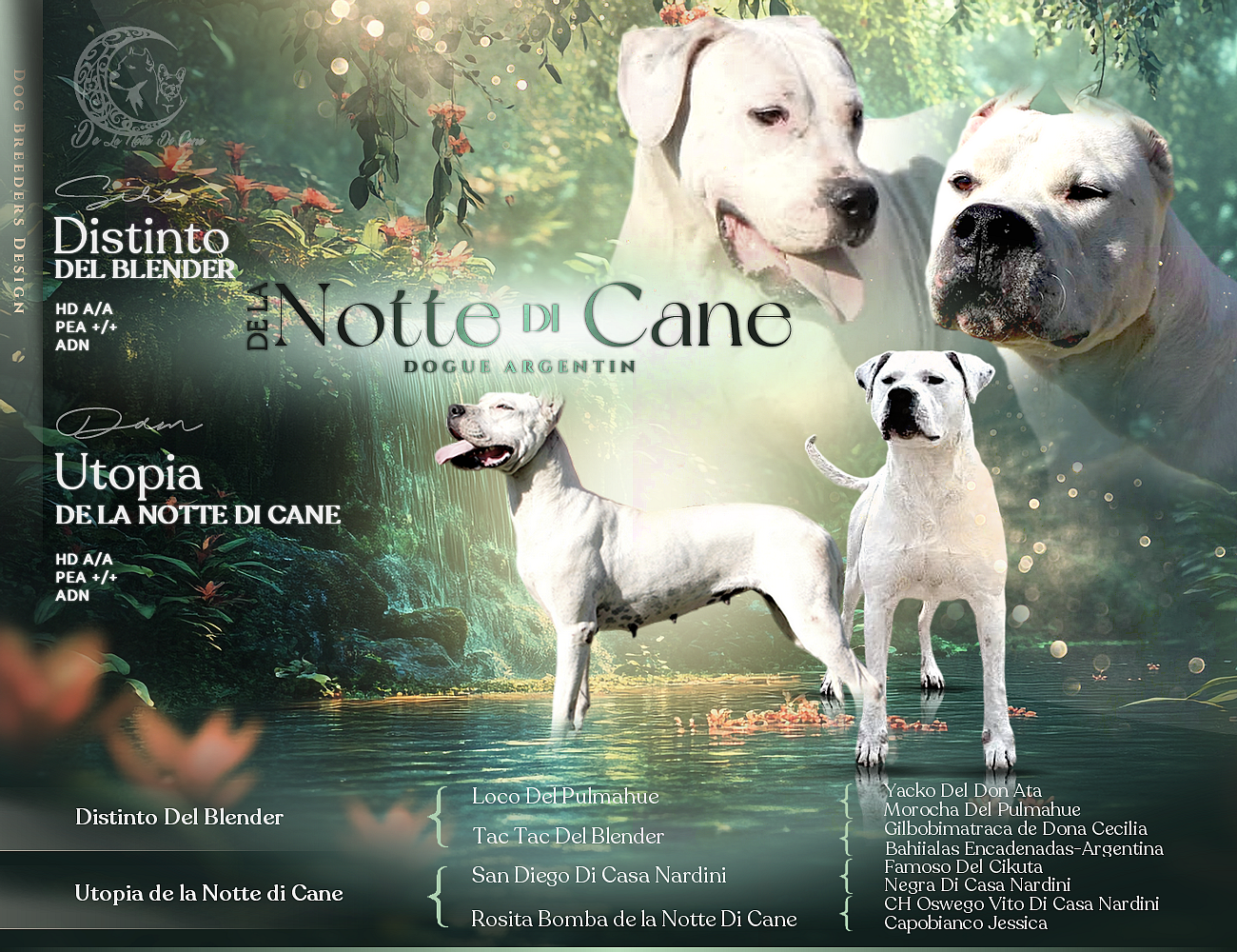Chiot Dogo Argentino De La Notte Di Cane