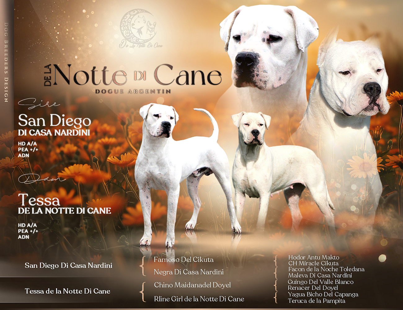 Chiot Dogo Argentino De La Notte Di Cane