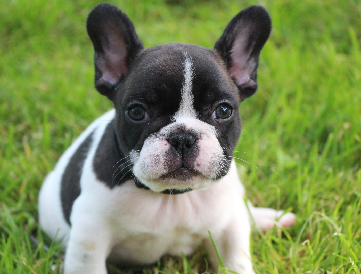 De La Notte Di Cane - Chiots disponibles - Bouledogue français