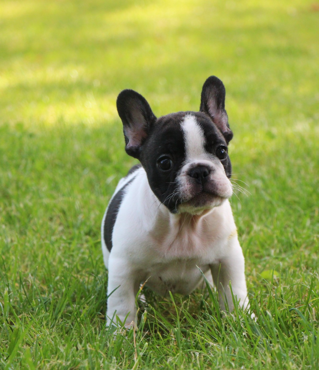 De La Notte Di Cane - Chiots disponibles - Bouledogue français