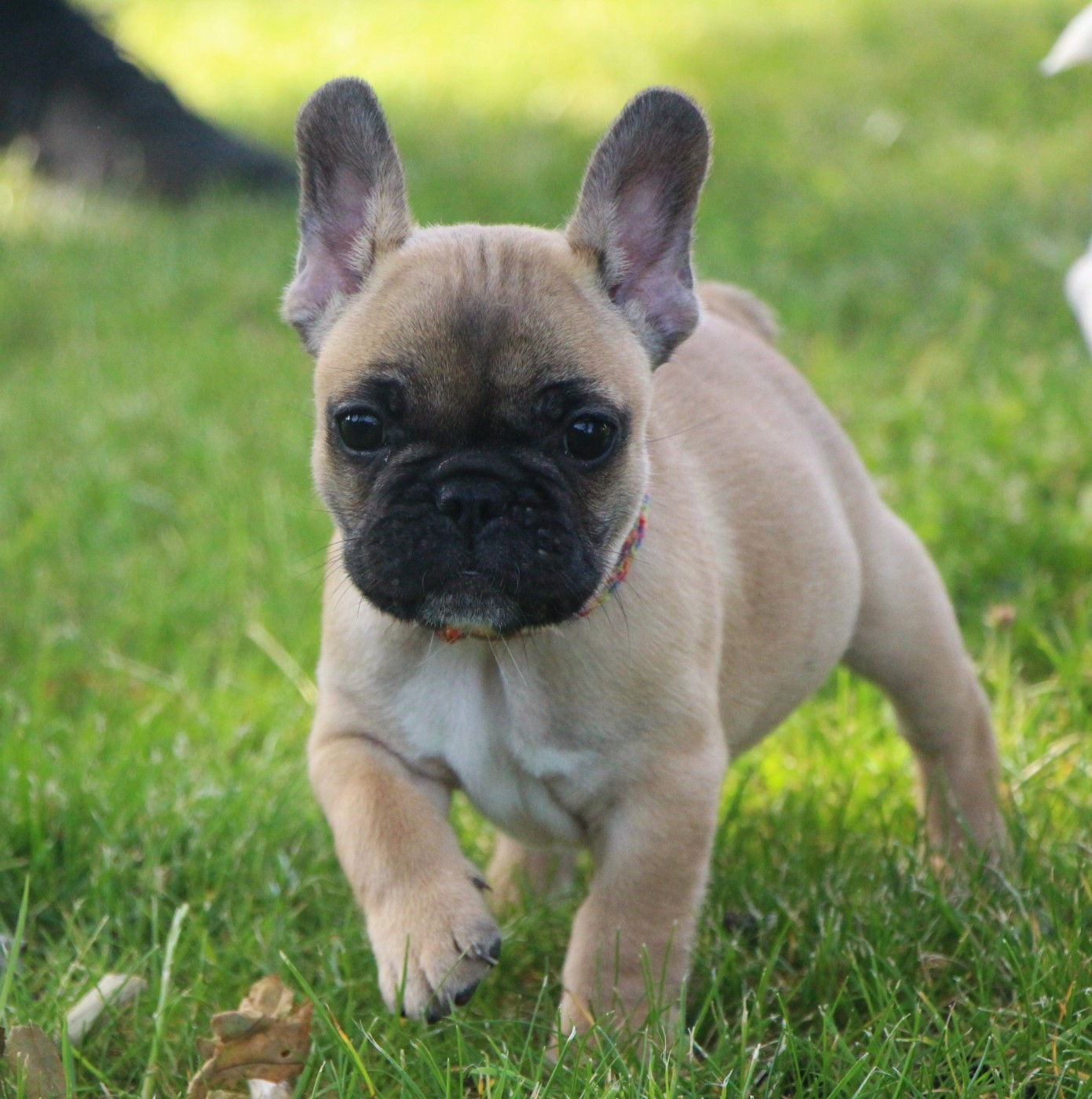 De La Notte Di Cane - Chiots disponibles - Bouledogue français