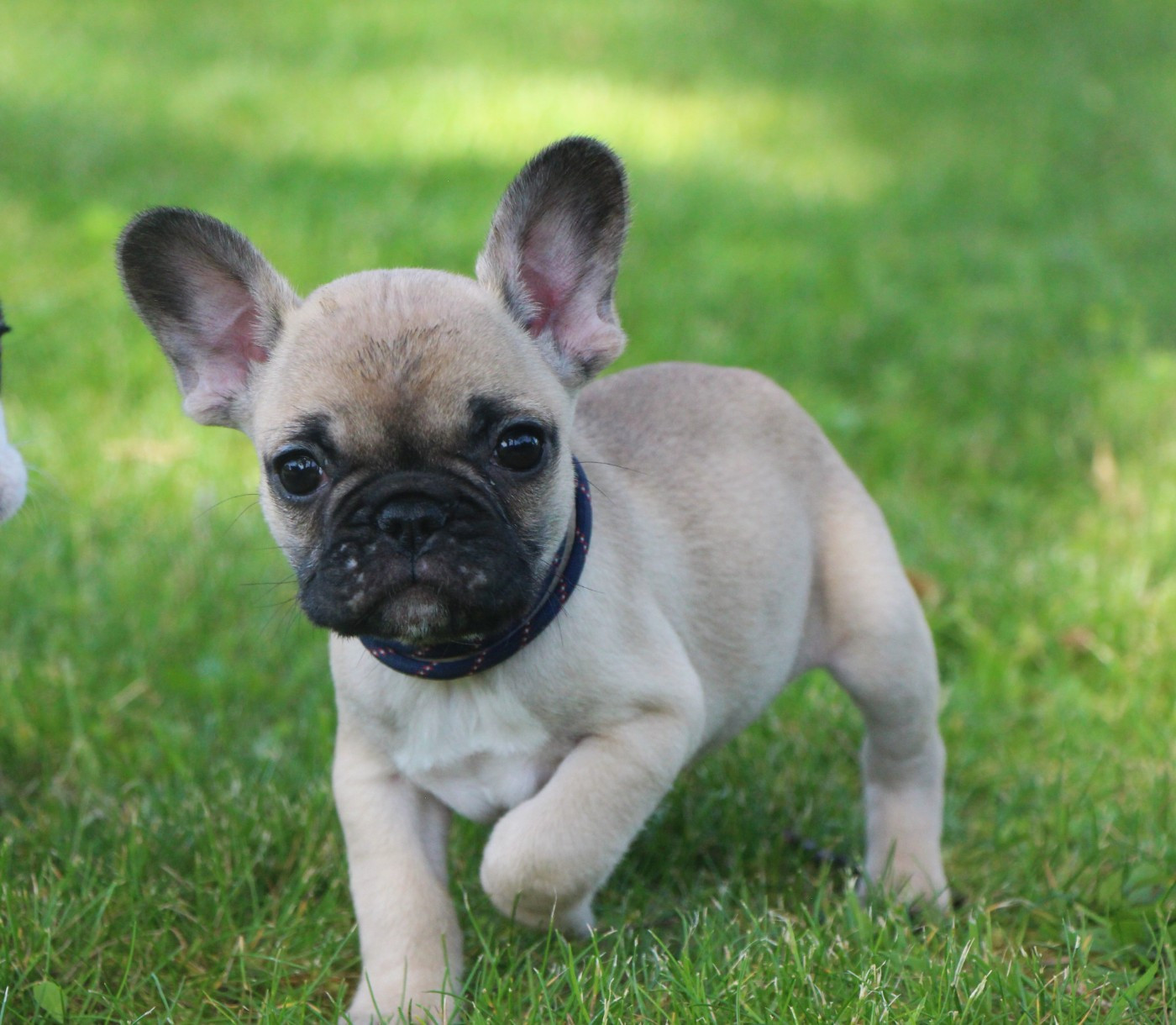 De La Notte Di Cane - Chiots disponibles - Bouledogue français