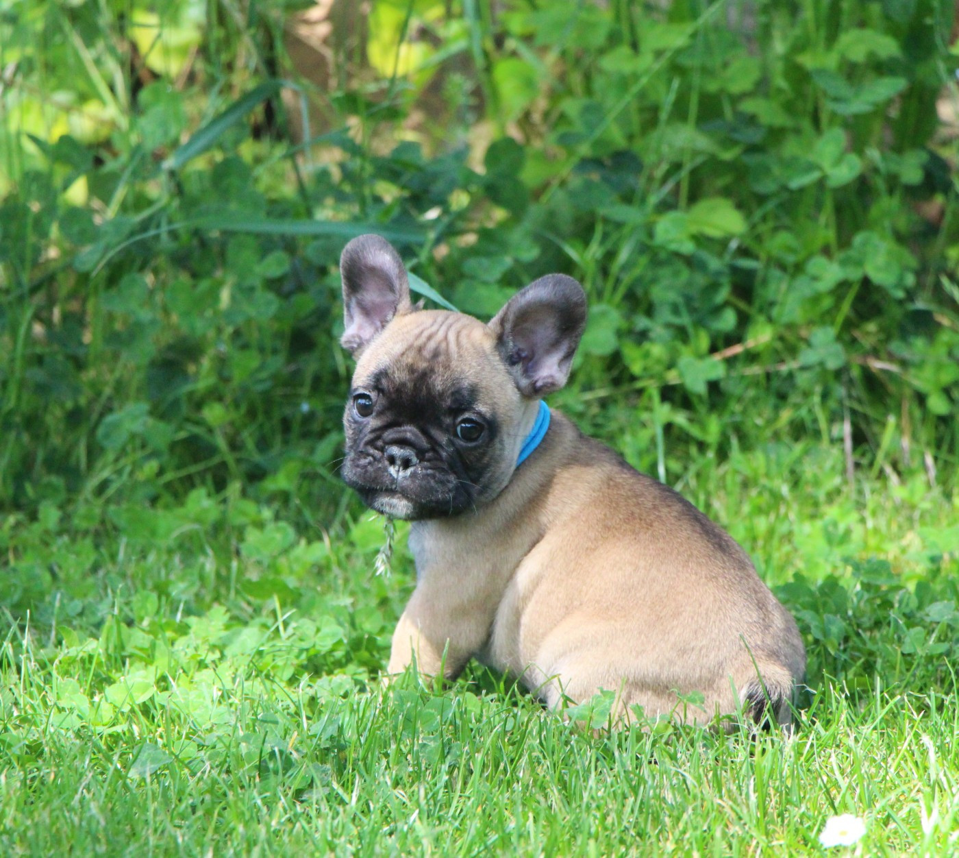 De La Notte Di Cane - Chiots disponibles - Bouledogue français
